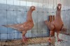 ARBA fancy Pigeon farm